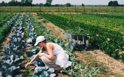 From Soil to Table: The Organic Farming Philosophy of Kolkhoz Nomer 1